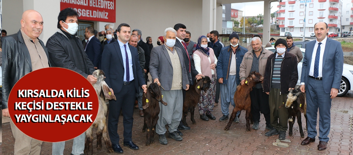 Kırsalda Kilis keçisi destekle yaygınlaşacak