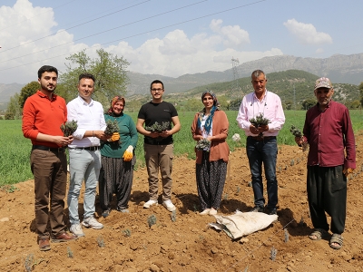 Adana’da lavanta kokulu kırsal turizm dönemi