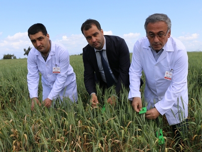 Süne savaşçısı avcı böcekler görev başında