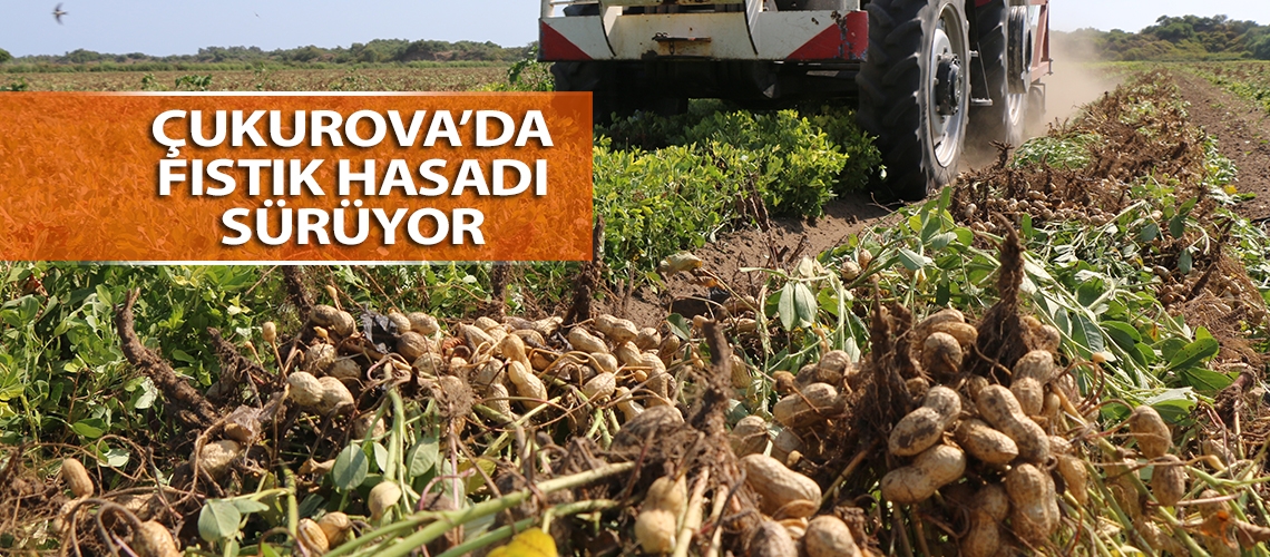 Çukurova’da fıstık hasadı sürüyor