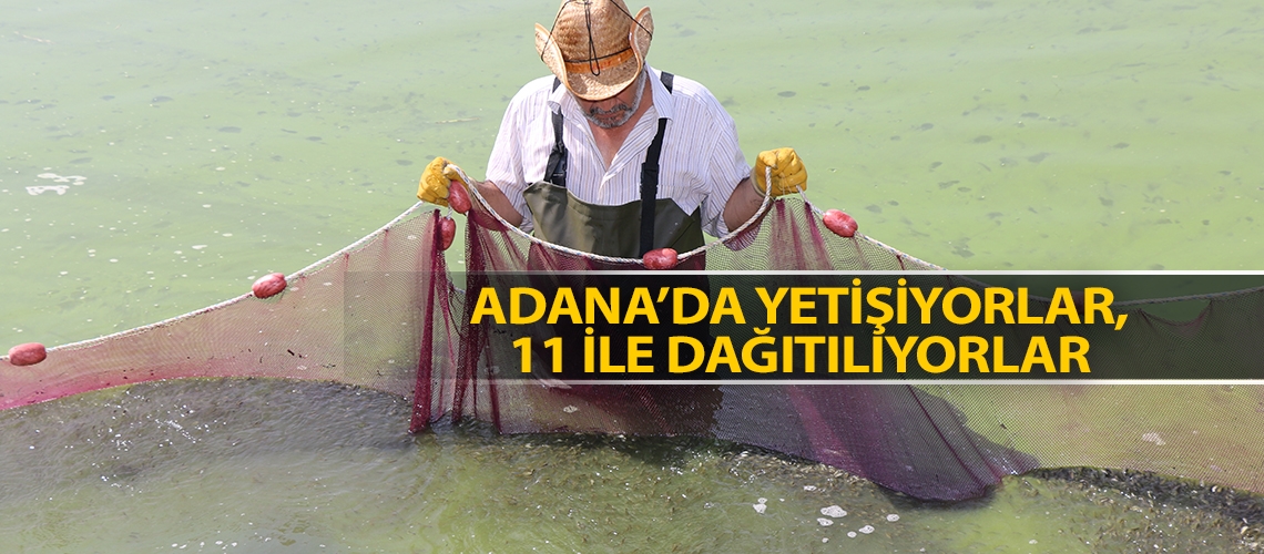 Adana’da yetişiyorlar, 11 ile dağıtılıyorlar