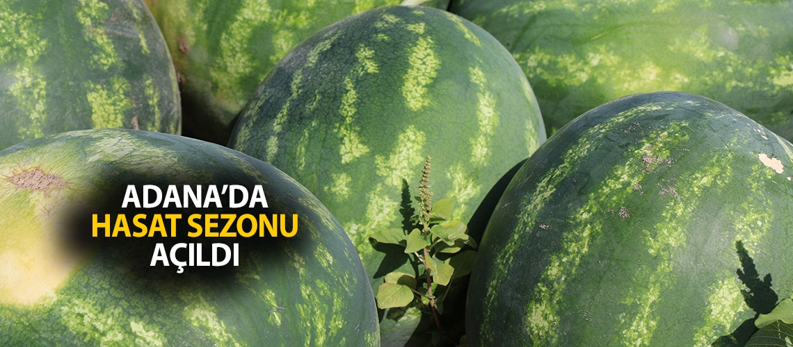 Adana’da hasat sezonu açıldı