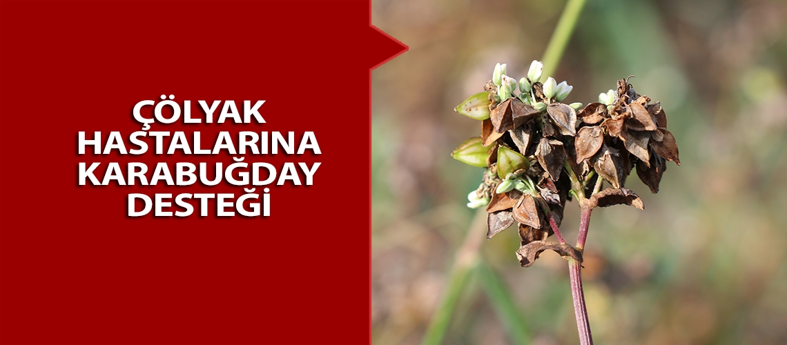 Çölyak hastalarına karabuğday desteği