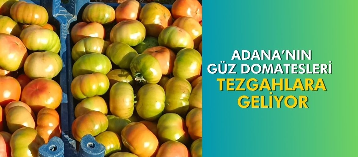 Adana’nın güz domatesleri tezgahlara geliyor