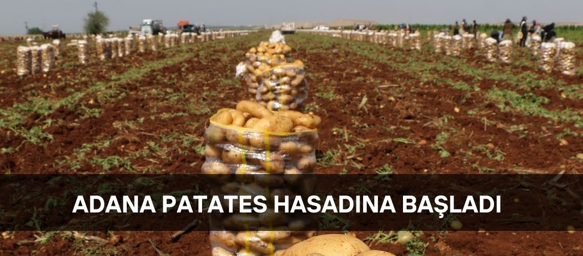 Adana patates hasadına başladı