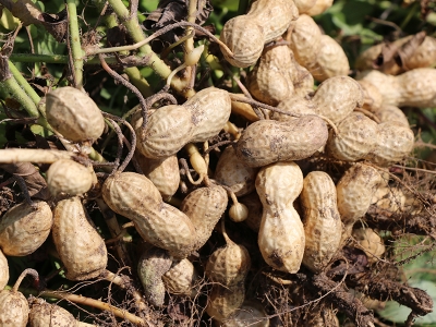 Çukurova’da fıstık hasadı sürüyor