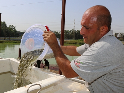 Adana’da yetişiyorlar, 11 ile dağıtılıyorlar