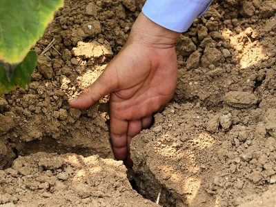 Adana’da ayçiçeği üreticisi yağmur bekliyor