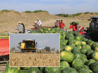 Adana’da hasat sezonu açıldı