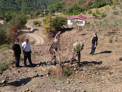 Yanan zeytinliklere organik gübreyle can suyu