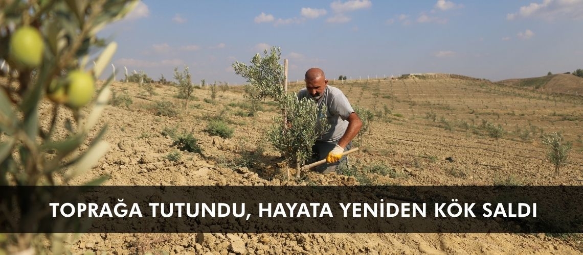 Toprağa tutundu, hayata yeniden kök saldı