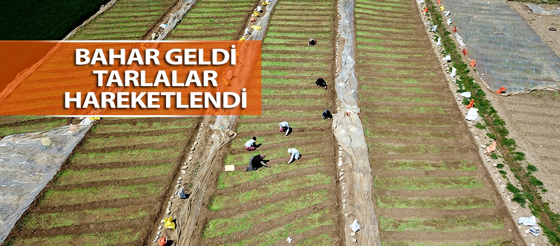 Bahar geldi tarlalar hareketlendi