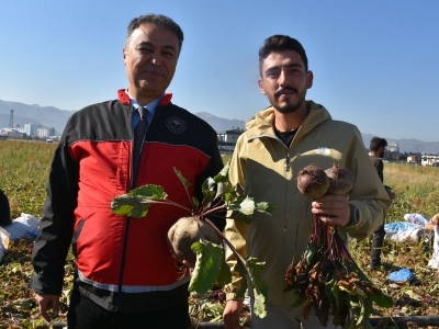 Afyonkarahisar'da kırmızı pancar üretimi artıyor