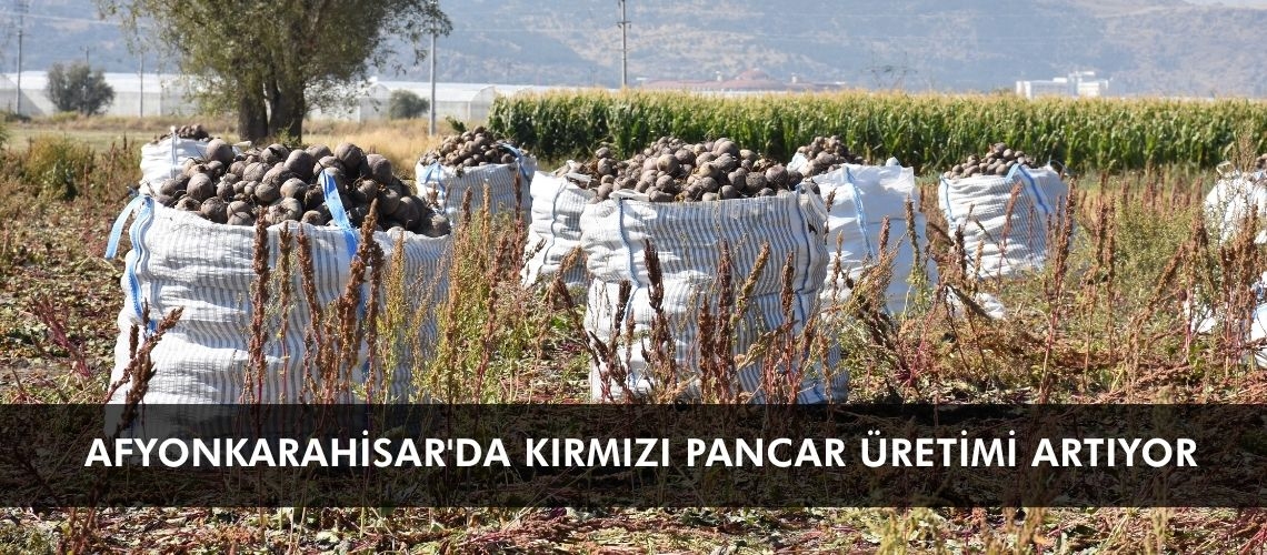 Afyonkarahisar'da kırmızı pancar üretimi artıyor