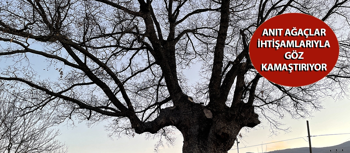 Anıt ağaçlar ihtişamlarıyla göz kamaştırıyor