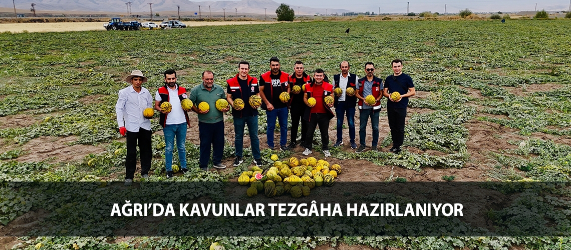 Ağrı’da kavunlar tezgâha hazırlanıyor
