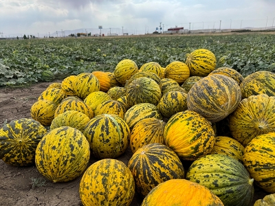 Ağrı’da kavunlar tezgâha hazırlanıyor