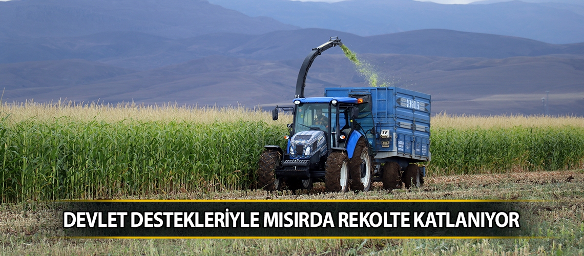 Devlet destekleriyle mısırda rekolte katlanıyor