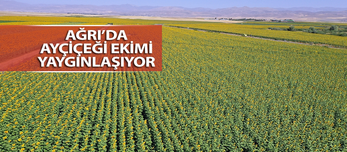 Ağrı’da ayçiçeği ekimi yaygınlaşıyor