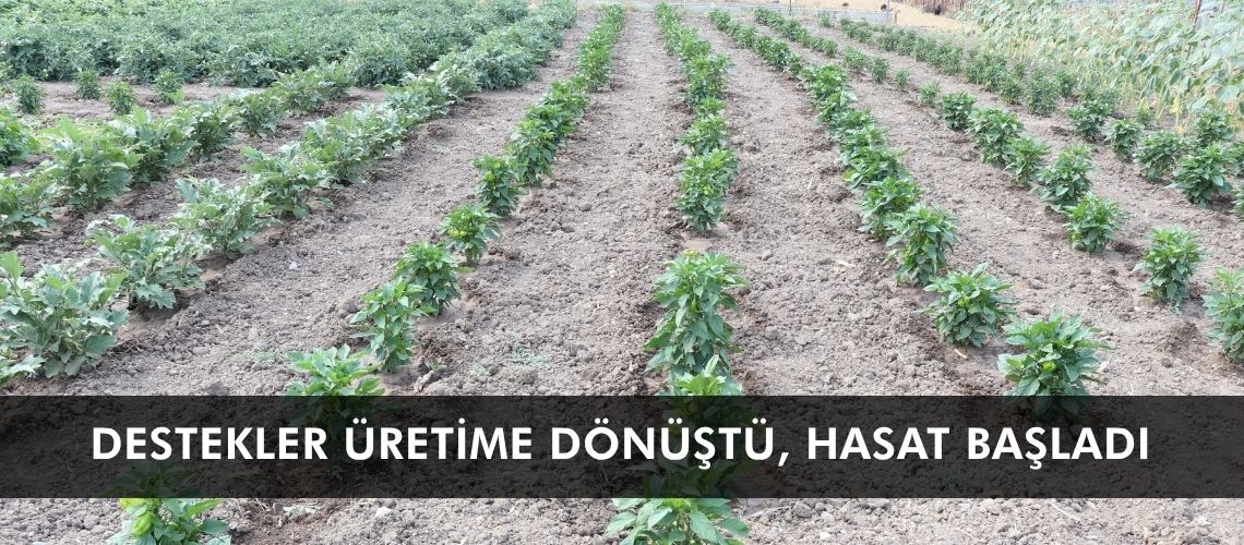 Destekler üretime dönüştü, hasat başladı