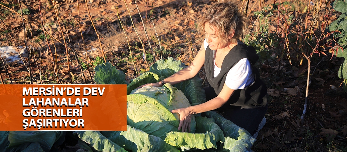 Mersin’de dev lahanalar görenleri şaşırtıyor