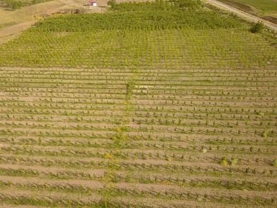 Projenin meyve bahçelerinde elmalar büyüdü
