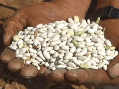 Ahlat fasulyesinde hasat sona erdi