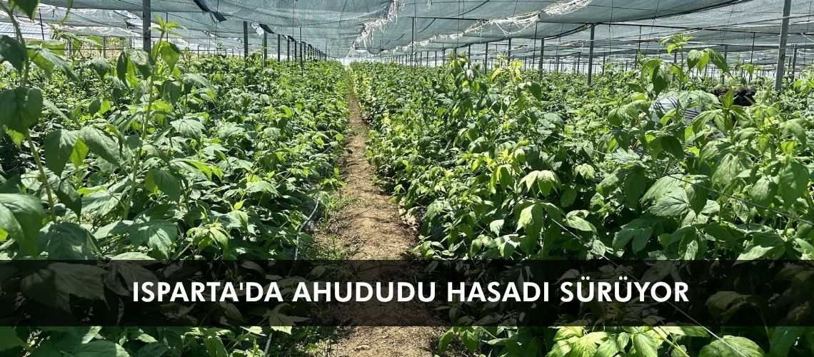 Isparta'da ahududu hasadı sürüyor