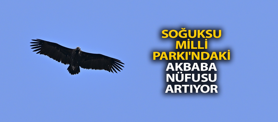 Soğuksu Milli Parkı'ndaki akbaba nüfusu artıyor