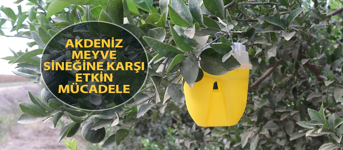 Akdeniz meyve sineğine karşı etkin mücadele