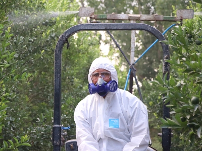 Akdeniz meyve sineğine karşı etkin mücadele