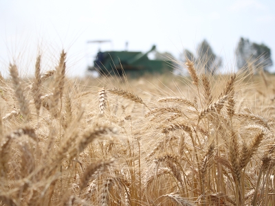 Buğday ve arpada yeni çeşitler geliştirildi