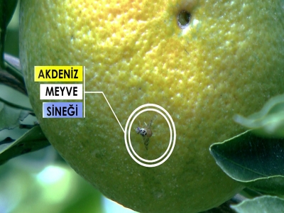 Akdeniz Meyve Sineği