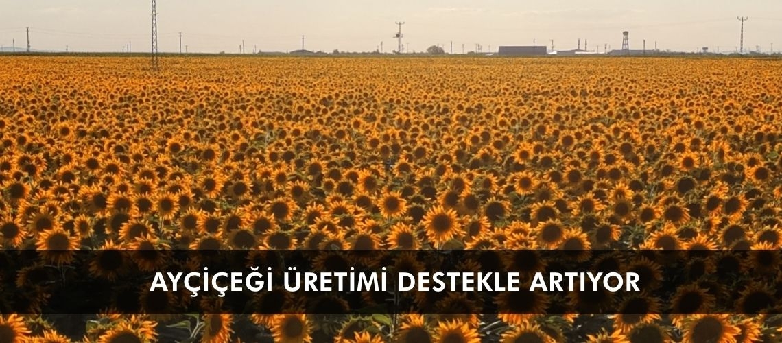 Ayçiçeği üretimi destekle artıyor