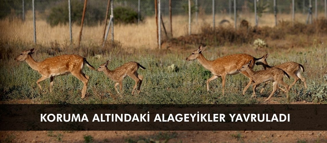 Koruma altındaki alageyikler yavruladı