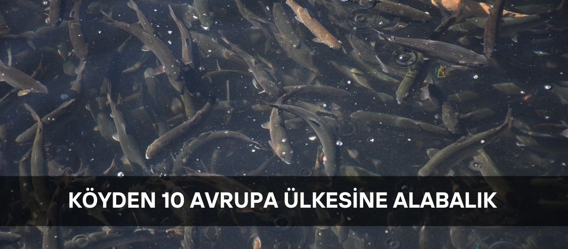 Köyden 10 Avrupa ülkesine alabalık