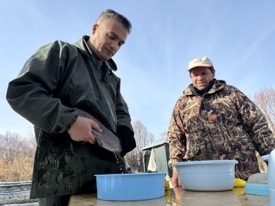 Van'da alabalık sağımına başlandı