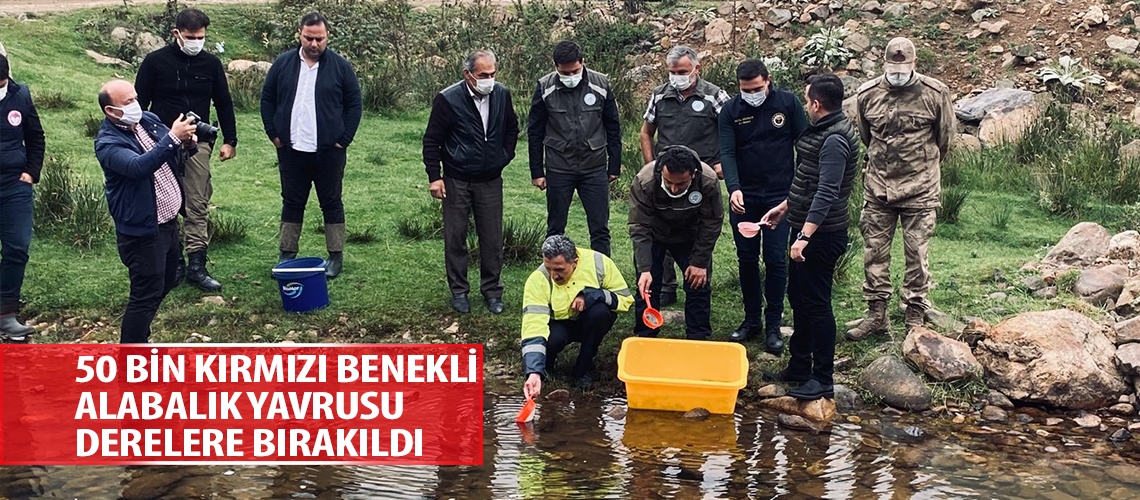 50 bin kırmızı benekli alabalık yavrusu derelere bırakıldı