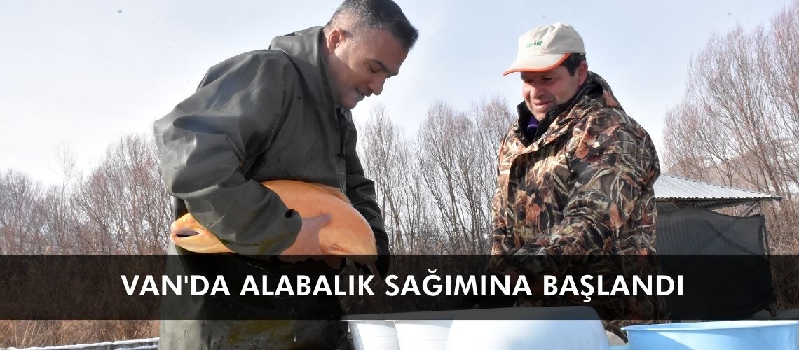 Van'da alabalık sağımına başlandı