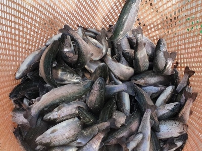 Avrupa’nın alabalığı Aydın’dan gidiyor