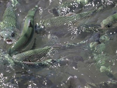 Baraj gölünde yılda 200 ton alabalık yetişiyor