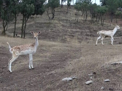 Sıklık Tabiat Parkına alageyik bırakıldı