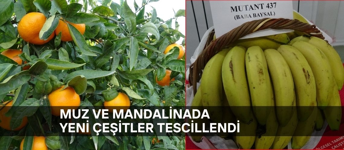 Muz ve mandalinada yeni çeşitler tescillendi