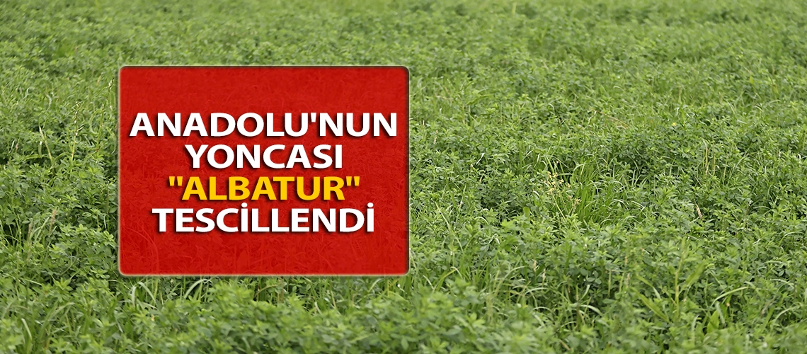 Anadolu'nun yoncası 