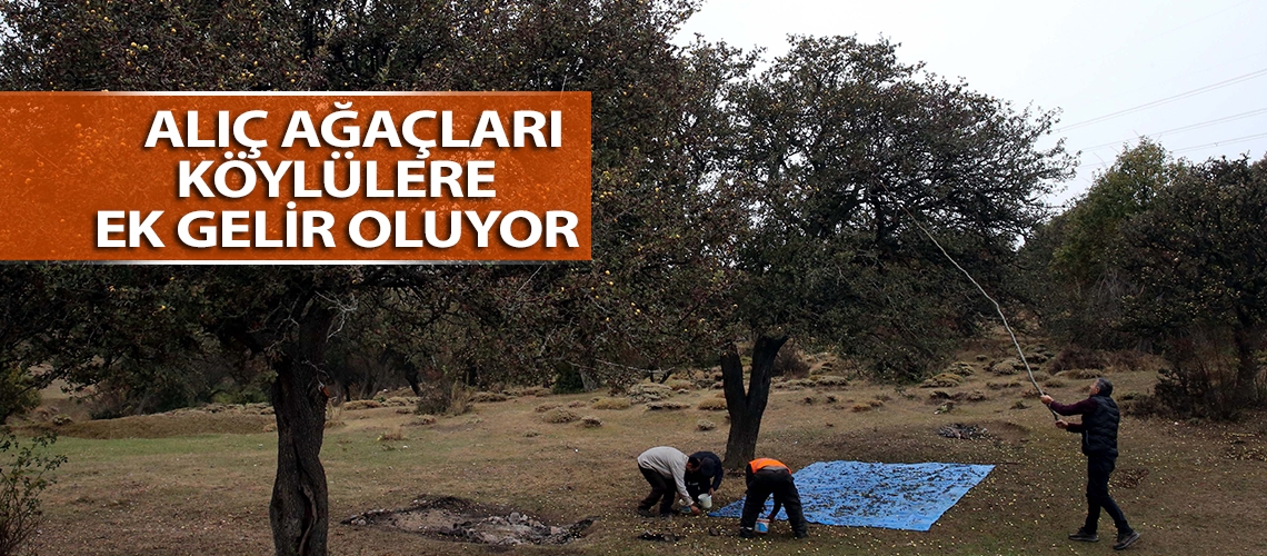 Alıç ağaçları köylülere ek gelir oluyor