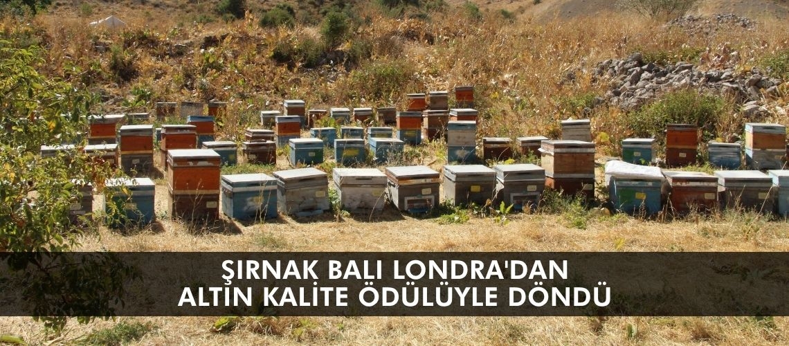 Şırnak balı Londra'dan altın kalite ödülüyle döndü