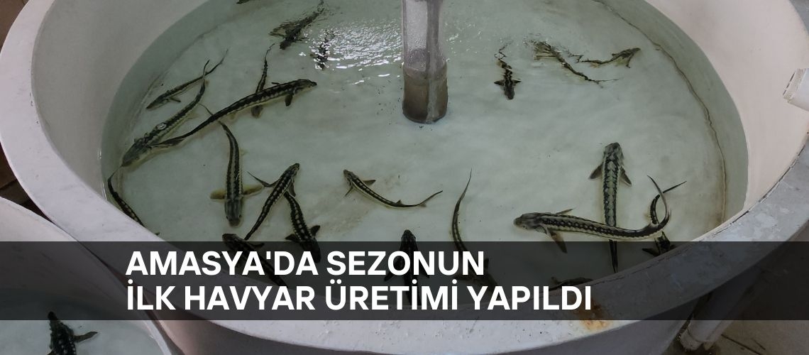 Amasya'da sezonun ilk havyar üretimi yapıldı