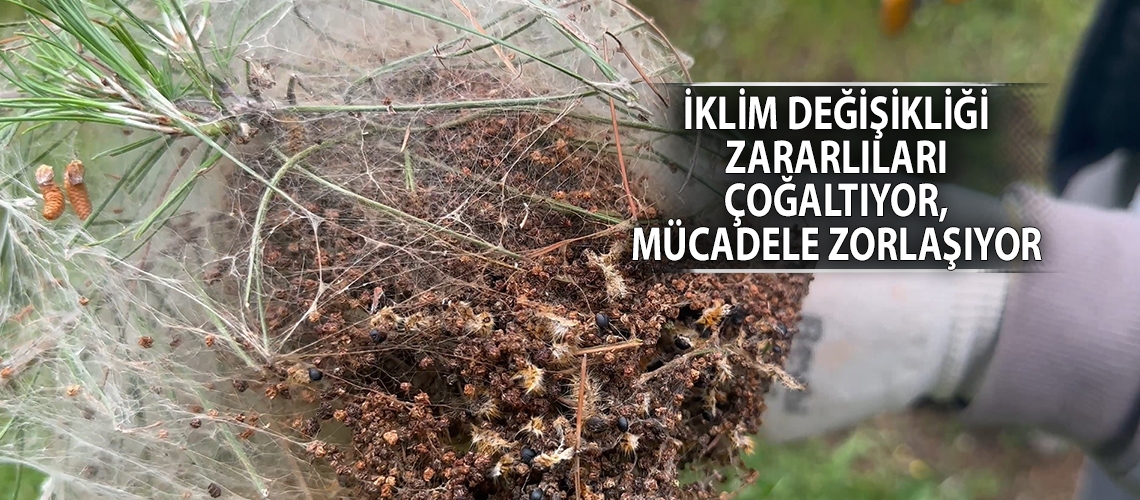 İklim değişikliği zararlıları çoğaltıyor, mücadele zorlaşıyor