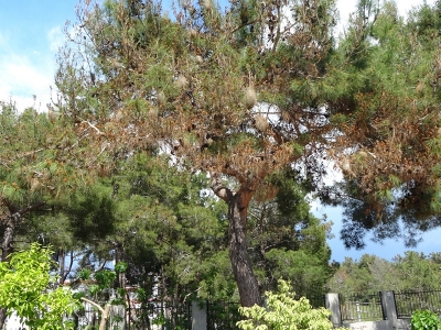 İklim değişikliği zararlıları çoğaltıyor, mücadele zorlaşıyor