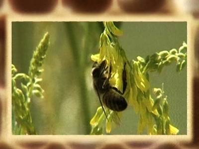 Ana Arı Yetiştiriciliği